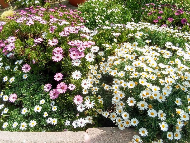Colina Beach con vistas al mar - image 43