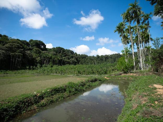 Rain Roots Estate Stay - image 8
