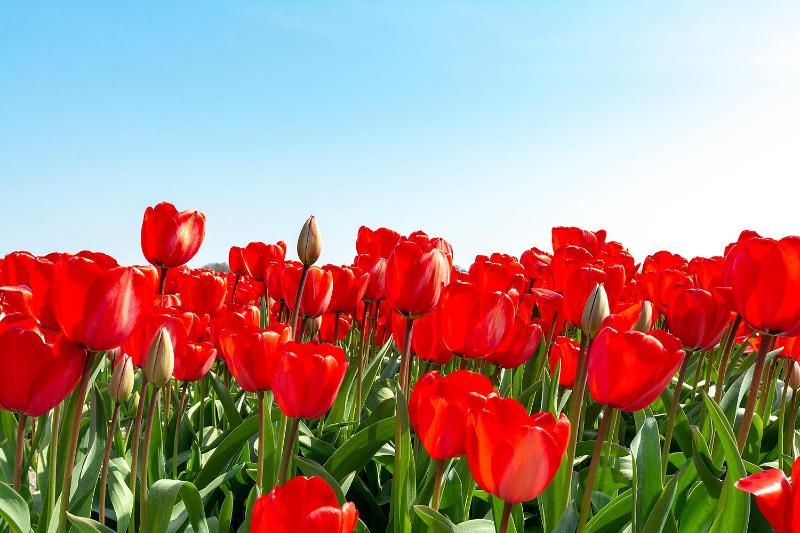 Beach Studio Campanula - image 16