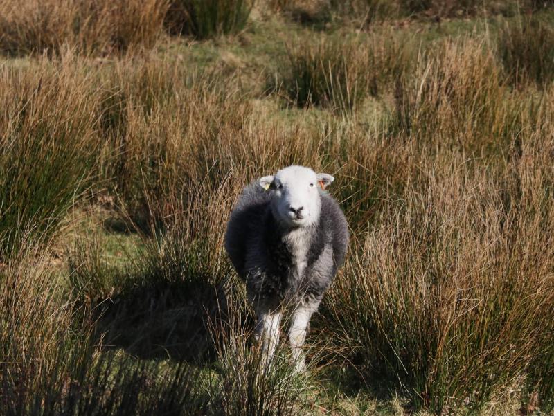 Walkers Retreat - image 5
