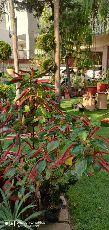 Chinar Homes Amritsar - image 7