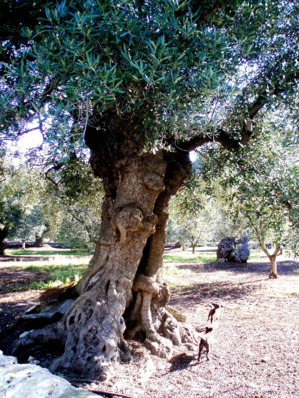 Two-Bedroom House image 4