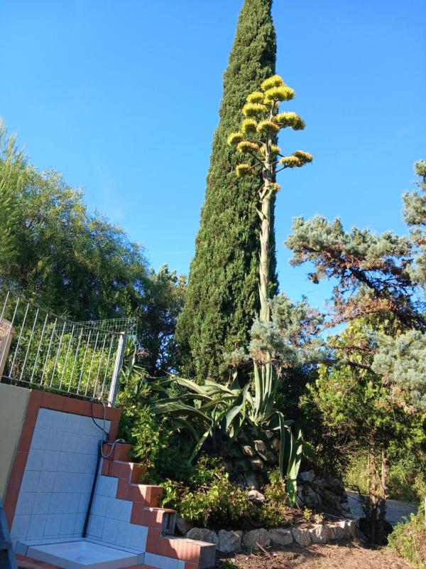 Villa PARADISO - image 18