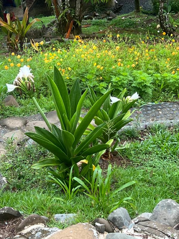 Casa Aloe - image 3