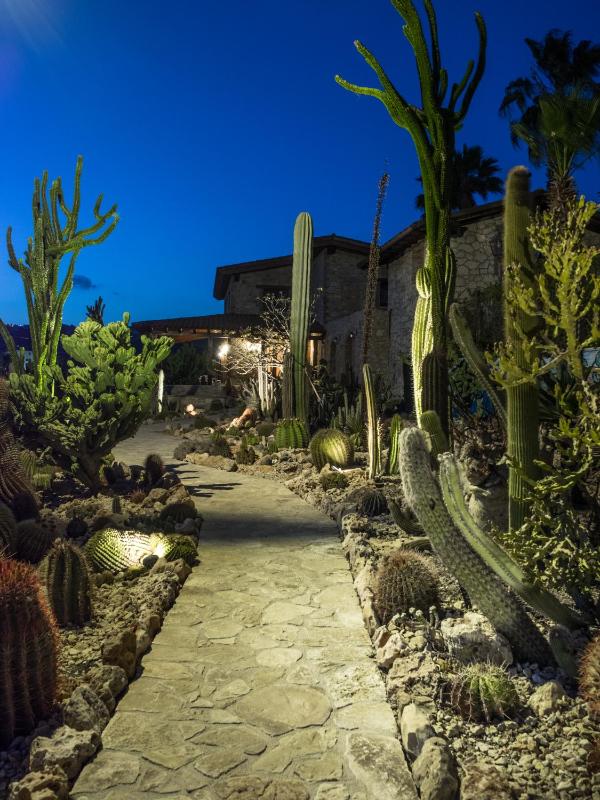 Garden Cactus - image 3