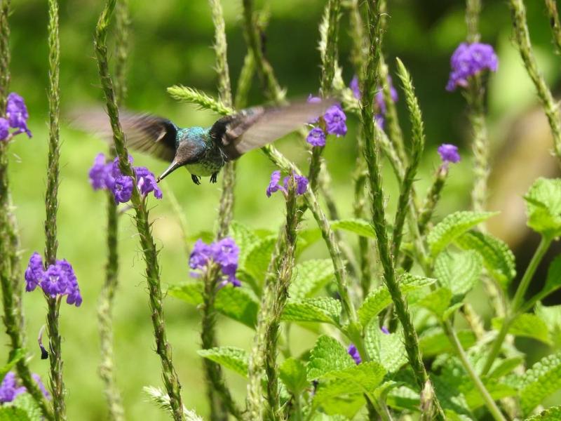 La Casona Aramacao - La fortuna - image 7