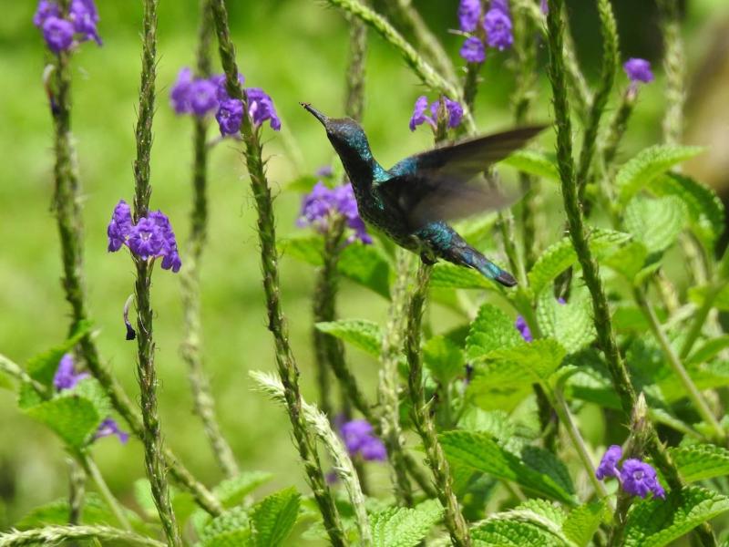 La Casona Aramacao - La fortuna - image 4