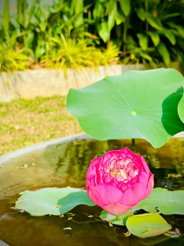 TharuArana Holiday Home - image 8