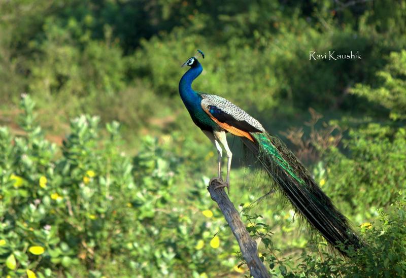 Sigiriya Peacock Homestay - image 8