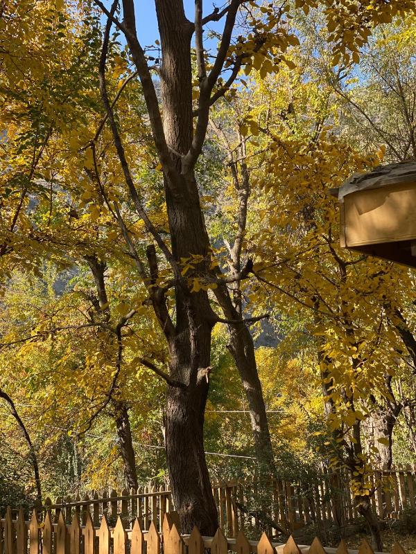 Kalash Echo Lodge - image 3