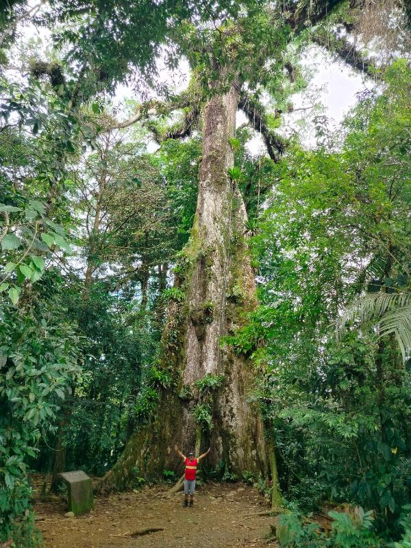 Bosque celeste - image 14