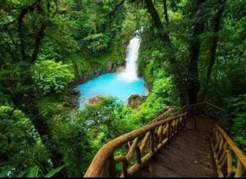Bosque celeste - image 12