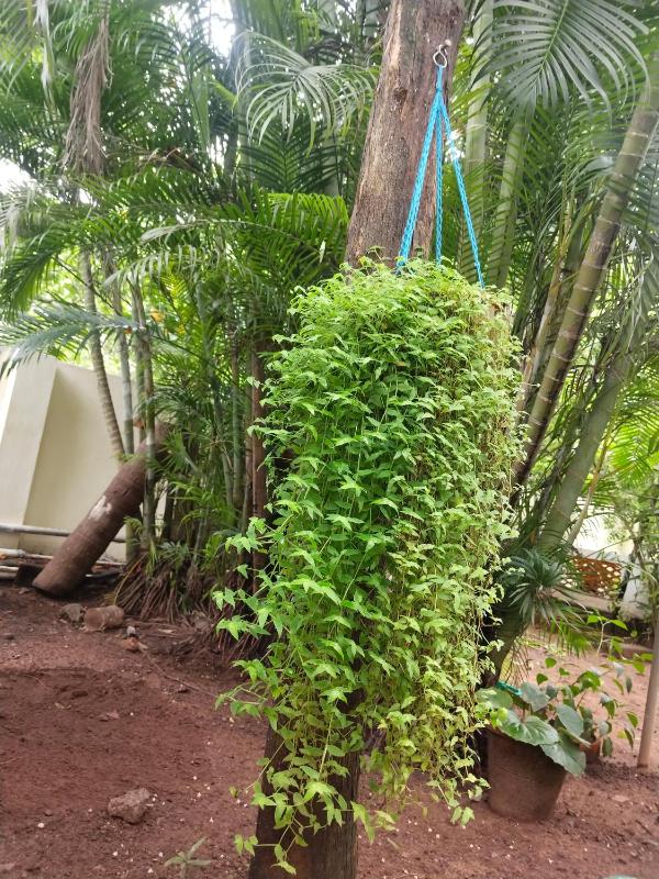 iha ayurveda resort - image 9