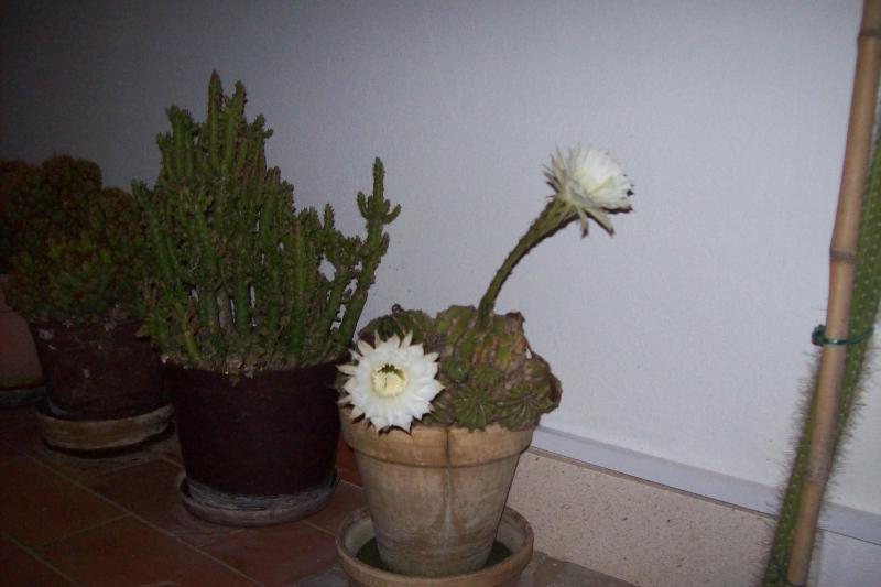 Captain's villa - image 32