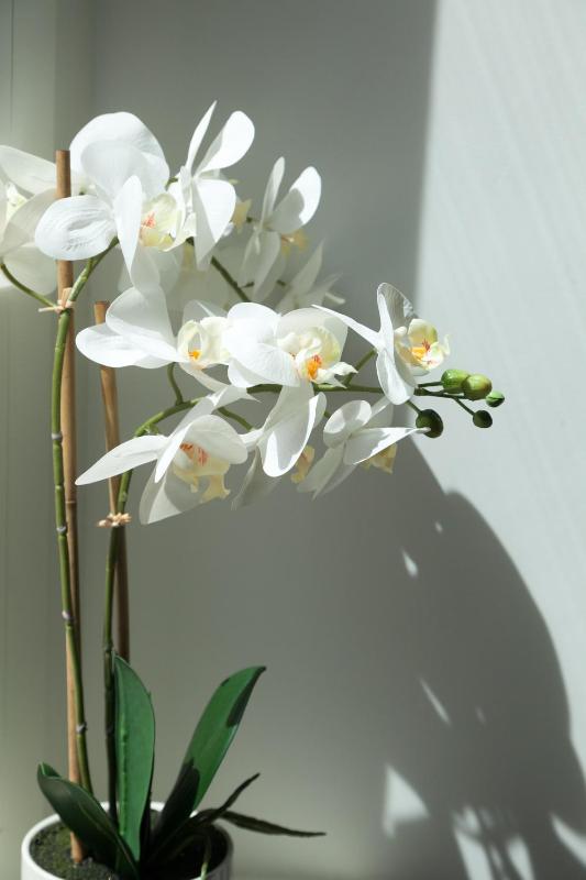 Charm & Elegance off Via Veneto 2BR 2BA - image 10