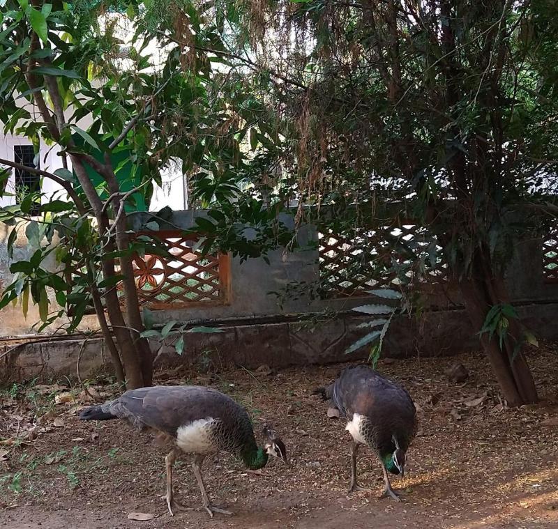 iha ayurveda resort - image 14