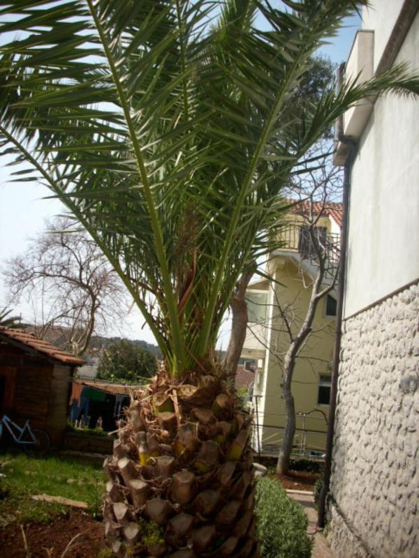 Apartments Jovic - image 30