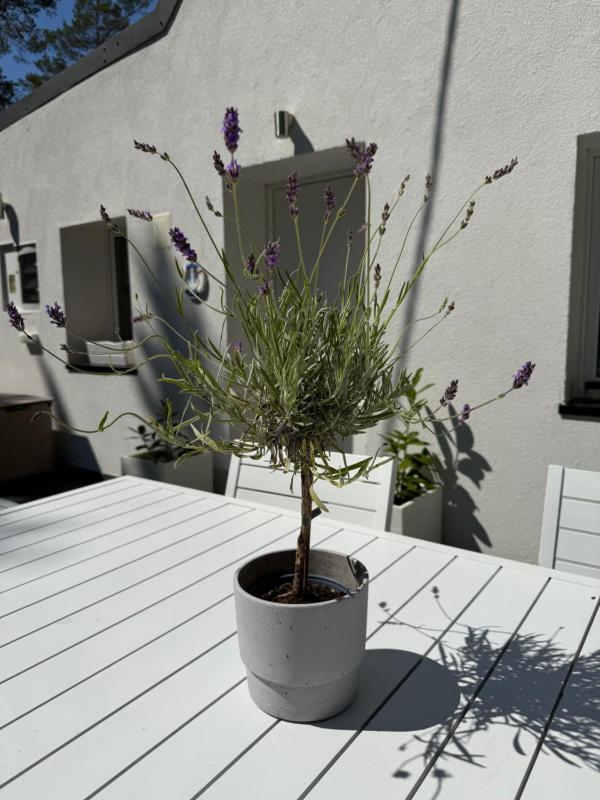 VILLA MARE POBIEROWO Tarasy Garden Grill & Parking inclusive - image 9
