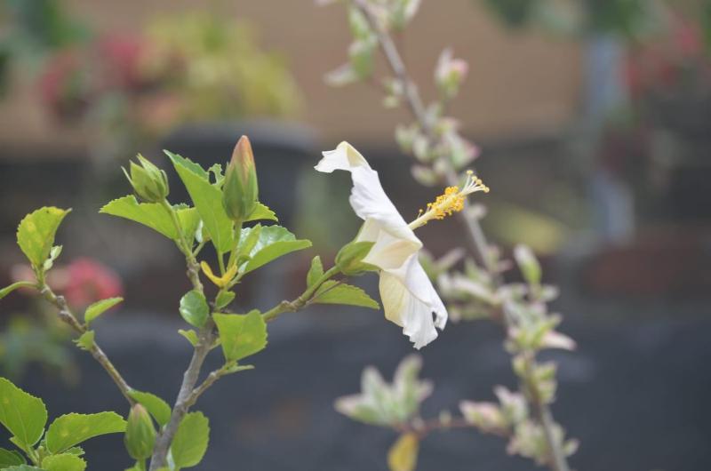 Green Pearl Homestay - image 3
