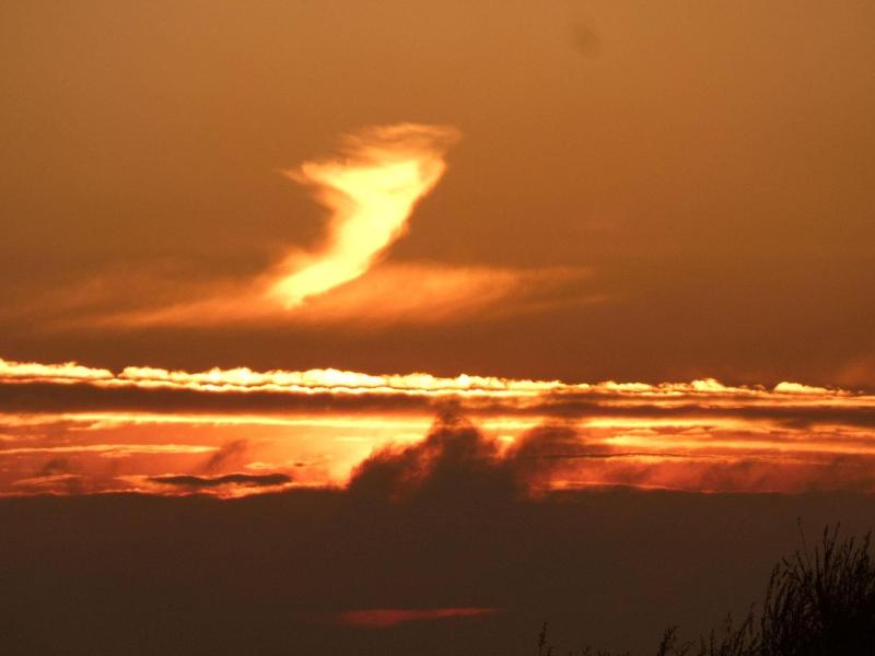 Kleine Meereskrabbe - image 7