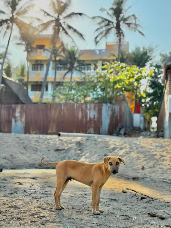 La Muthu Beach Stay - image 11