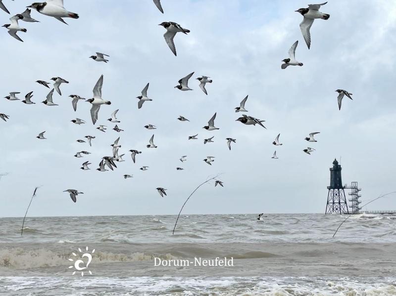 Ferienwohnung De Prigg Wohlfühlen am Nordseedeich - image 21