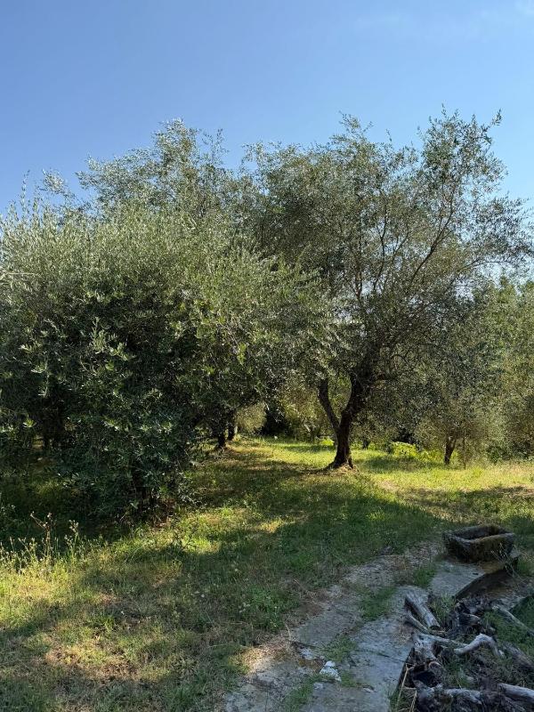 Appartamento in Villa con Piscina - image 17