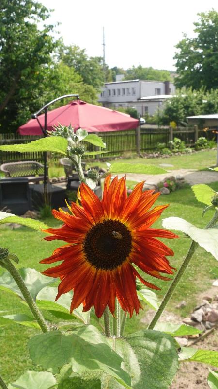 Studio SeaSunflowers Orowo Vintage Guest House - Secret Garden near Sopot - image 16