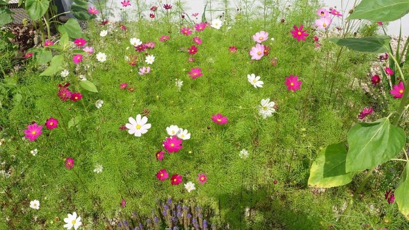 Studio SeaSunflowers Orowo Vintage Guest House - Secret Garden near Sopot - image 26