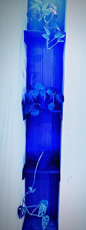 Beloved Paradise - image 3
