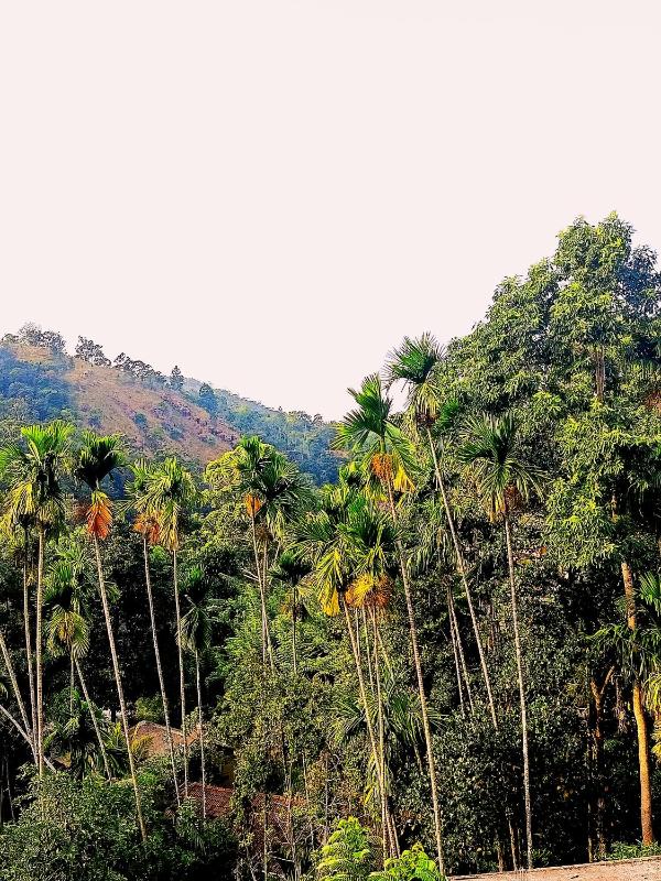 Beloved Paradise - image 17