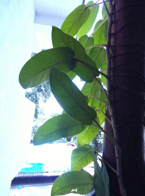 Induwara Homestay - image 2