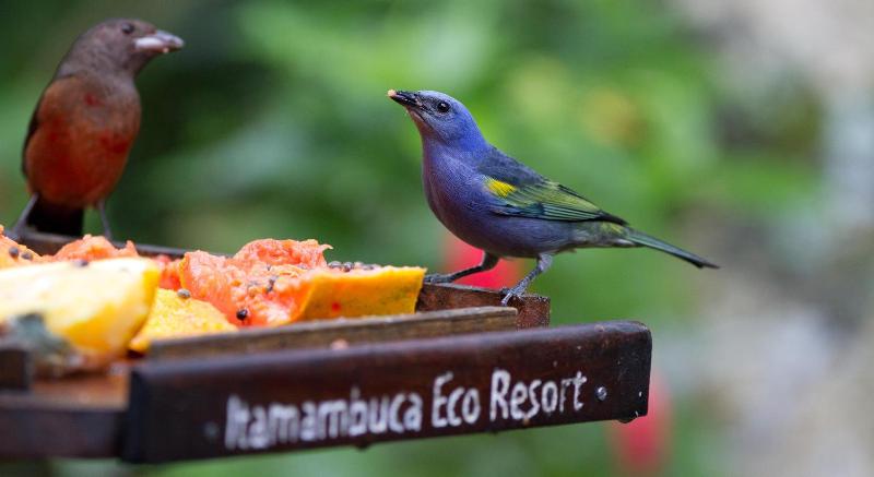 Itamambuca Eco Resort - image 14