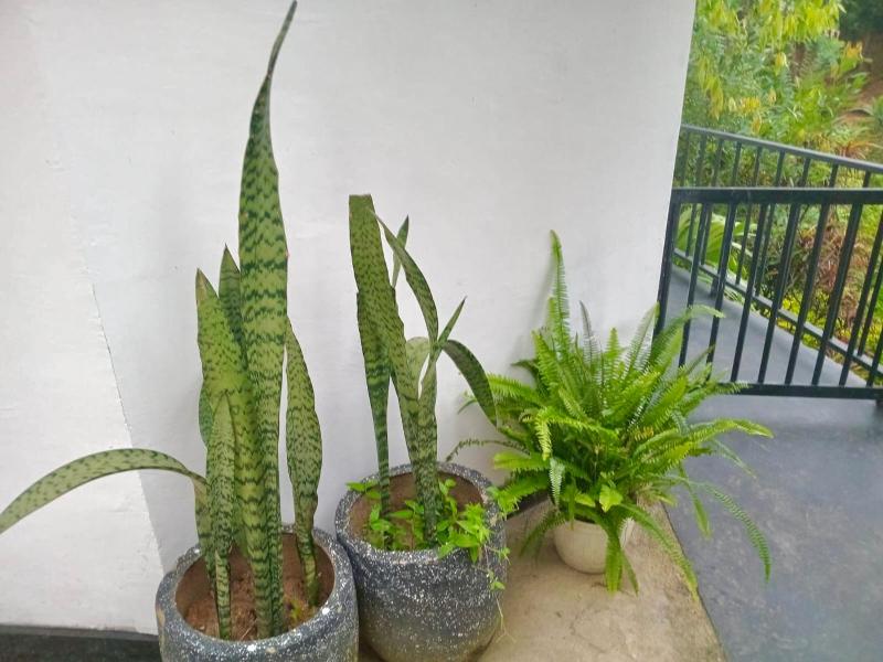 The Solis Homestay - image 3
