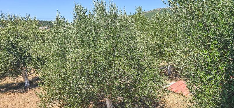 PH Olive Mountain Escape in Himarë - image 16