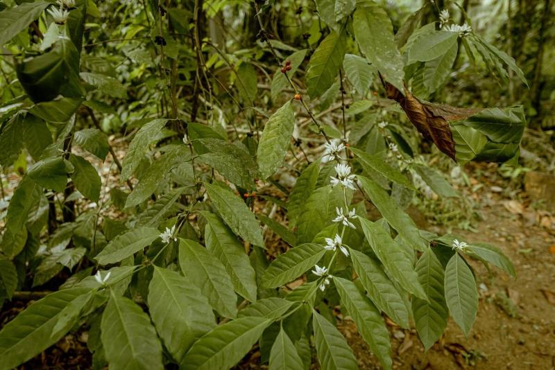 Clove Bentota - image 32