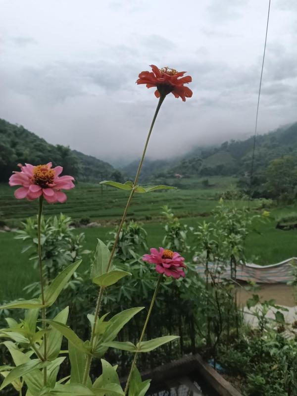 Homestay mây phía đồi - image 45