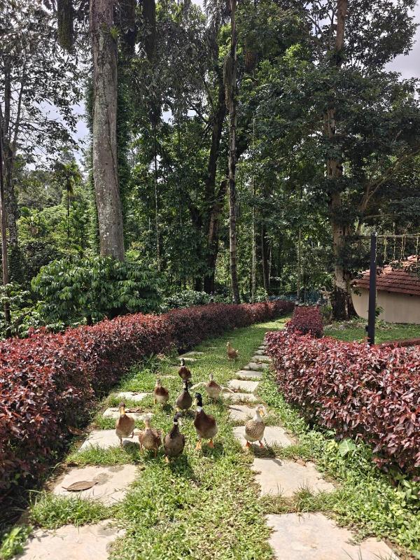 Seegodu Premium Coffee Estate Stay - image 11