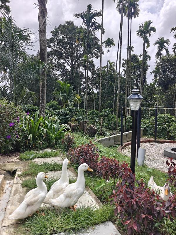 Seegodu Premium Coffee Estate Stay - image 24