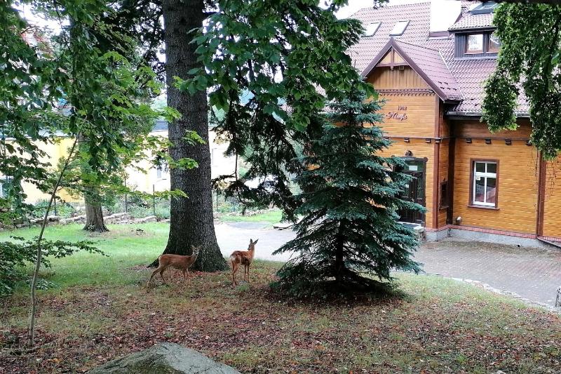 Willa Nimfa dom na wynajem - image 22
