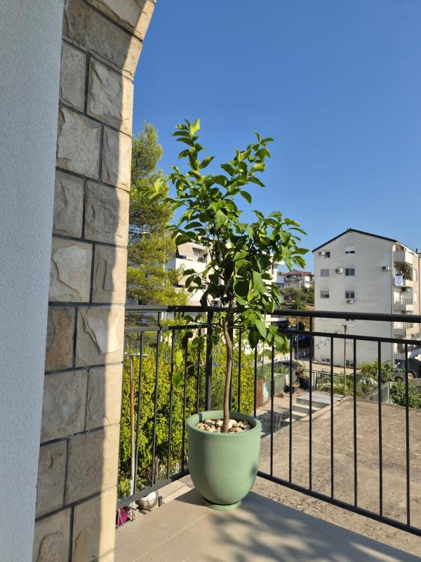 Olive Serenity - image 8