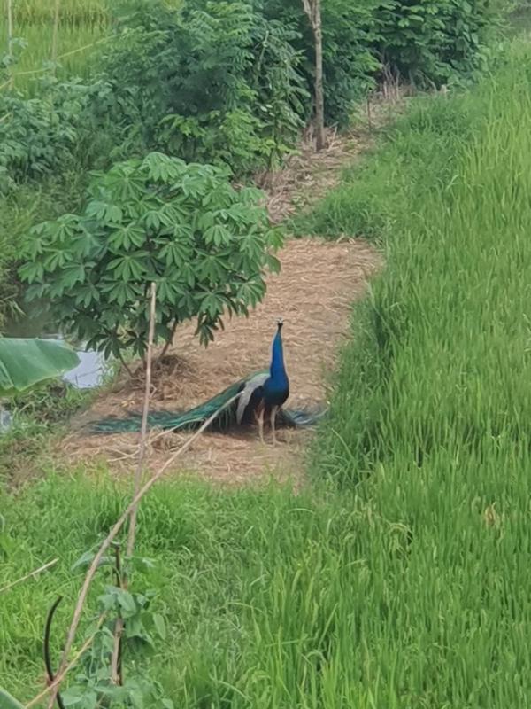 Paddy field guest house weherahena - image 4