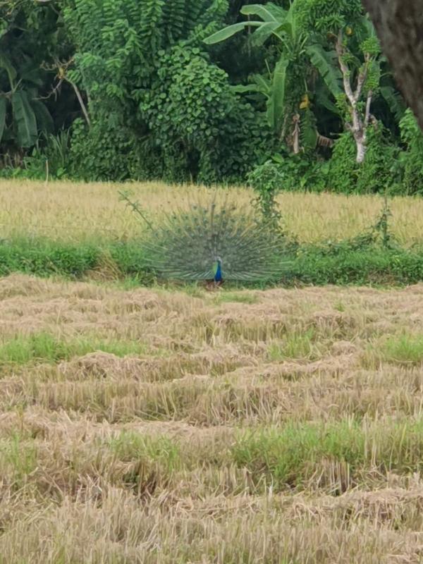 Paddy field guest house weherahena - image 14