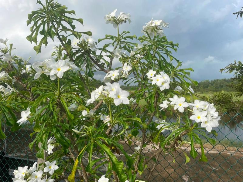 Tropical Garden Resort - image 2