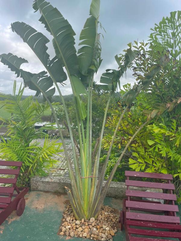 Tropical Garden Resort - image 17