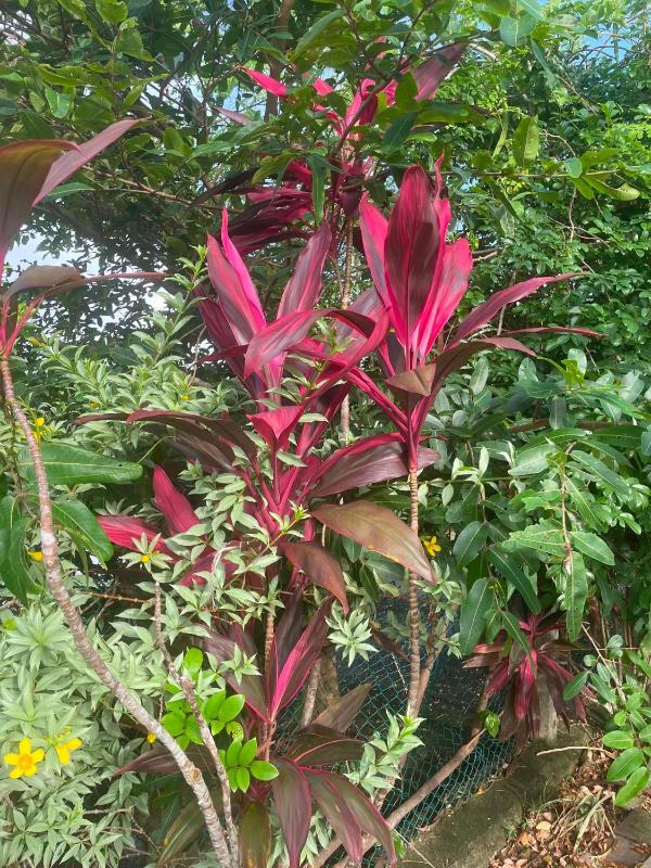 Tropical Garden Resort - image 6