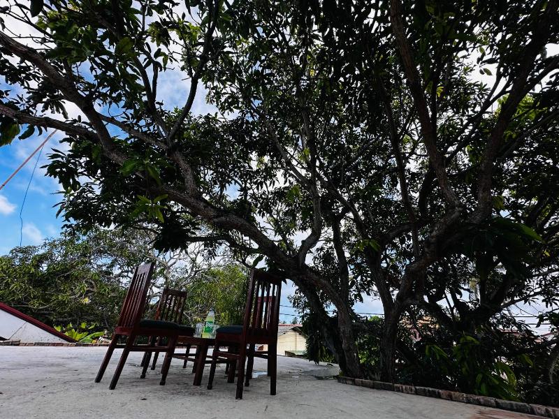 Mango tree heaven - image 8