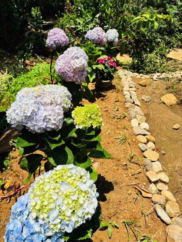 Terra Garden Ella - image 17
