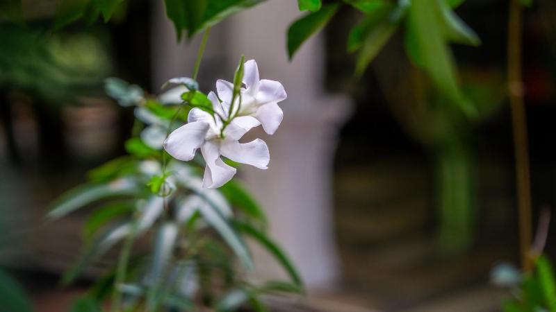 Danara Homestay - image 7