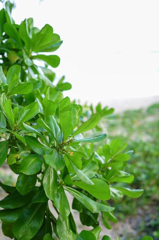 Monara Blue Beach - image 19